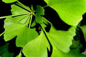 Jinan dvojlaločný - ginkgo biloba